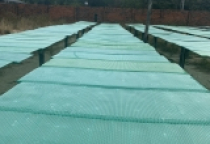 BÁNH TRÁNG PHƠI SƯƠNG